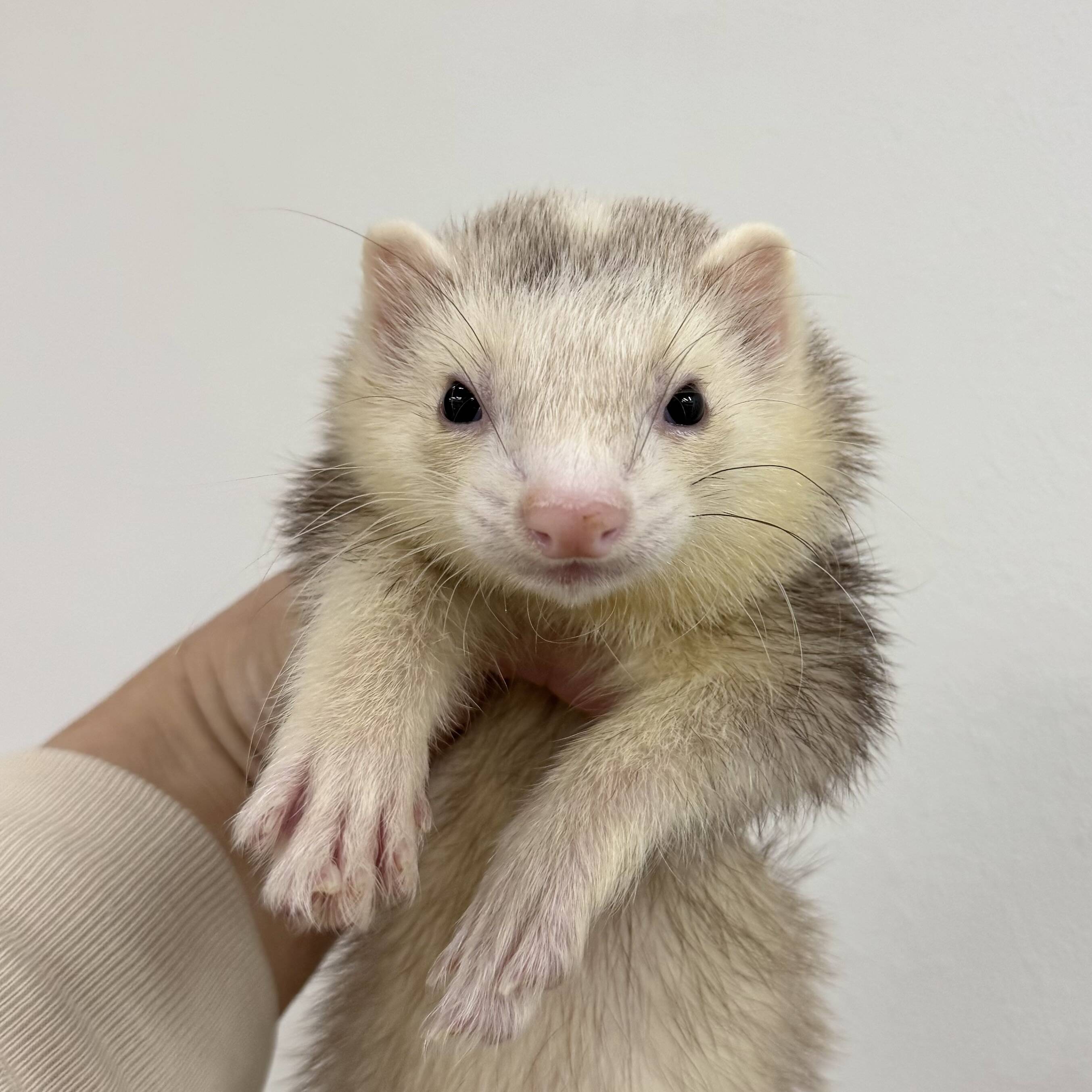 フェレット一覧 | 小動物専門店 ペットショップLAMPO